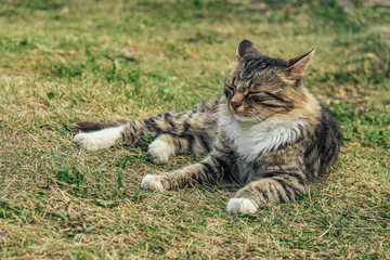 cat on the grass
