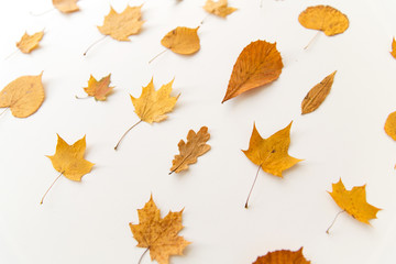 nature, season and botany concept - different dry fallen autumn leaves on white background