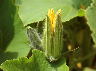 Beautiful yellow muscat pumpkin flower bud. Organic garden, pumpkins blossom, macro photography