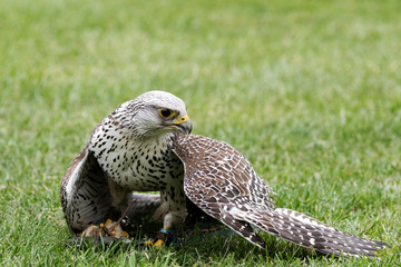 Gerfalke