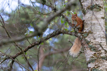 Red Squirrel, Sciurus vulgaris, background character portrait amongst grass, rocks and birch branch on a sunny day within Scotland during June.