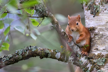 Red Squirrel, Sciurus vulgaris, close up character portrait amongst grass, rocks and birch branch on a sunny day within Scotland during June.