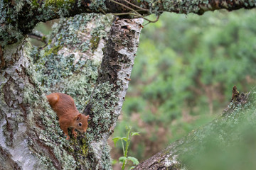 Red Squirrel, Sciurus vulgaris, background character portrait amongst grass, rocks and birch branch on a sunny day within Scotland during June.