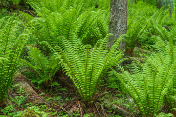 オシダとカラマツ林