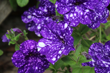 Close up image of the unique purple spotted flowers of Petunia Night Sky, in a natural outdoor...