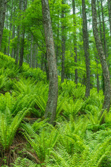 オシダとカラマツ林