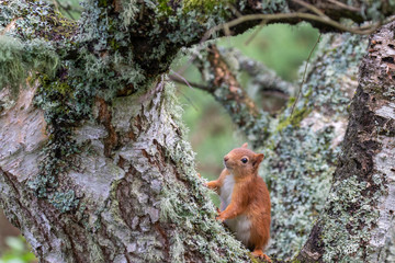 Red Squirrel, Sciurus vulgaris, background character portrait amongst grass, rocks and birch branch on a sunny day within Scotland during June.