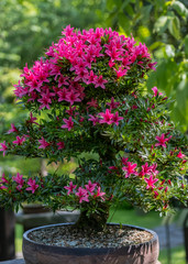 Miniature japanese bonsai tree isolated  in a small pot