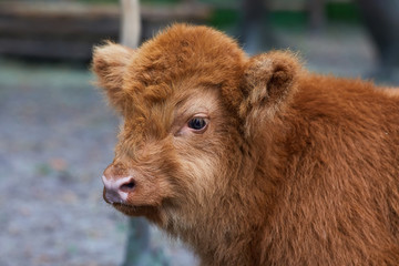 Fototapeta premium Baby highland cow with a reddish hair watch straight in the camera near in the Zoo. Close up portrait. Hairy Scottish highlander