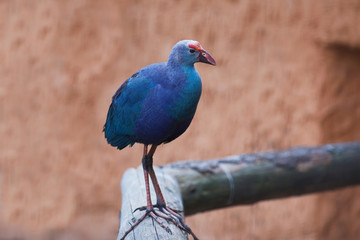 The Purple Swamphen (Porphyrio porphyrio) is a Purple Swamphen in the rail family Rallidae. It is also known as the sultana bird.They have been known to eat eggs, ducklings, small fish. lay 3–6 speck