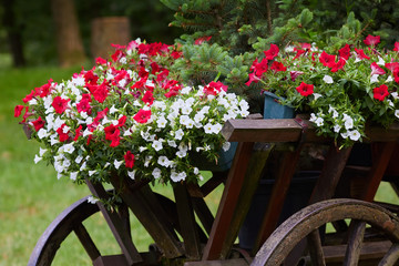 Fototapeta na wymiar Beautiful white and red petunia flowers (Petunia hybrida) in pots on an old wooden cart