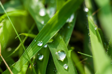 Drops of water on the green grass after rain, macro