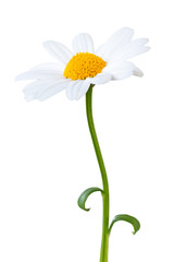 White Daisy (Marguerite) isolated on white background, including clipping path.