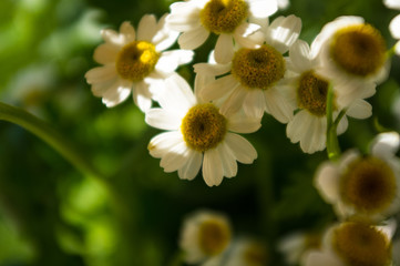 Blooming camomile, beautiful nature scene, summer background, selective focus