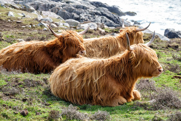 Schottisches Hochlandrind