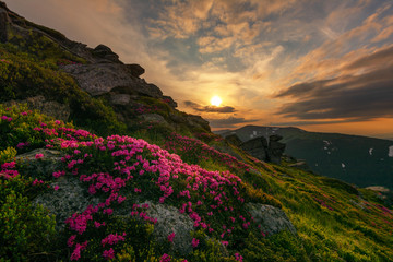Fototapeta na wymiar Wonderful views of the Carpathian mountains covered with rhododendron flowers on the background of a fantastic sky