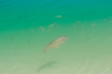 Fish swim in azure water.