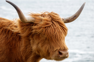 Schottisches Hochlandrind