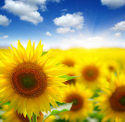  sunflowers and sun