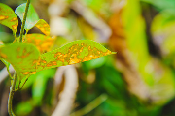 Leaf closeup Leaves that tree are injected with insecticides, Herbicide on the farm. Toxic and harmful to people, animals and plants.