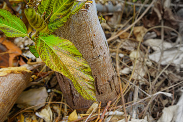 Leaf closeup Leaves that tree are injected with insecticides, Herbicide on the farm. Toxic and harmful to people, animals and plants.