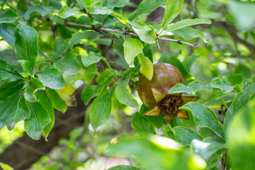 Blooming pomegranate red flower tree in June.