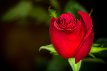 Beautiful Red Rose flower. Nature. close up, selective focus
