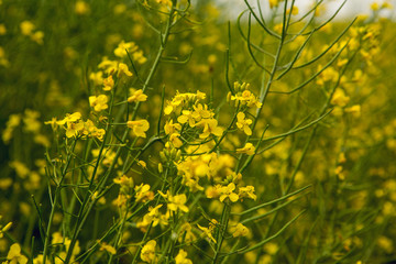 field with yellow flowering rape in summer and blue sky