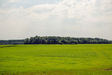 green field and forest in Belarus in summer with clouds