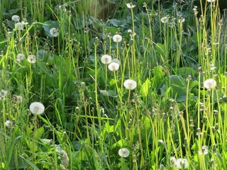 dandelions on green grass field