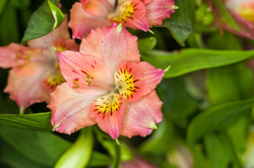 Obraz premium Beautiful gift bouquet of various colorful decorative summer flowers