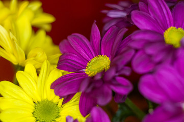 Beautiful bright purple and yellow chrysanthemum flowers, selective focus, macro