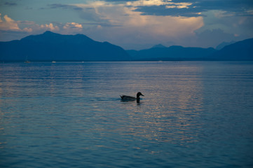 Obraz premium Blaue Stunde am Chiemsee