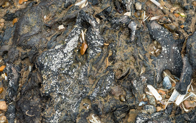 Ancient prehistoric wood exposed at low tide