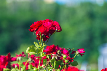 Red Rose flower. Nature. close up, selective focus