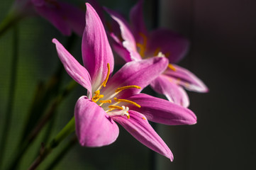 Fototapeta premium decorative pink flower rain lily Zephyranthes grandiflora on blurred background closeup