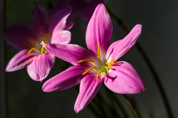 decorative pink flower rain lily Zephyranthes grandiflora on blurred background closeup