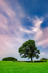 Fototapeta na wymiar Magnificent ancient oak tree on the field