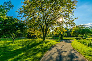 Fototapeta premium Wunderschöner Baum im Sommer mit Sonne im Gegenlicht 