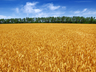 Naklejka premium Golden wheat field with blue sky