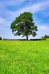 Magnificent ancient oak tree on the field