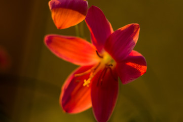 Fototapeta premium decorative pink flower rain lily Zephyranthes grandiflora on blurred background closeup