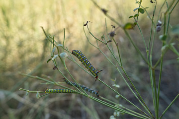 grasshopper on a blade of grass