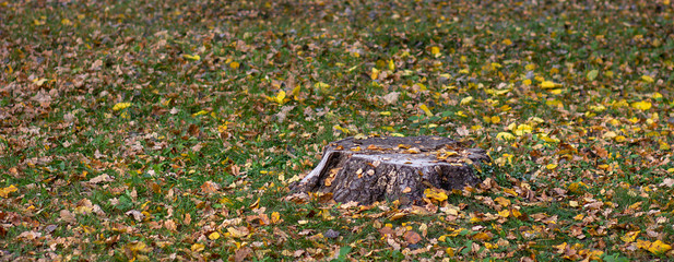 Autumn forest.  Old tree stump in a forest glade among green grass and autumn leaves. Forest cutting.