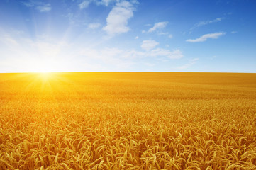 Naklejka premium Wheat field and sun