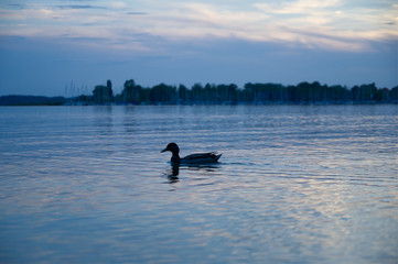 Obraz premium Blaue Stunde am Chiemsee