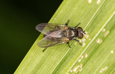 Flesh fly