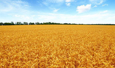Wheat field and sun