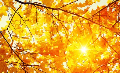 Autumn leaves on the sun.