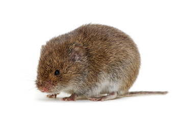 Mouse isolated on white